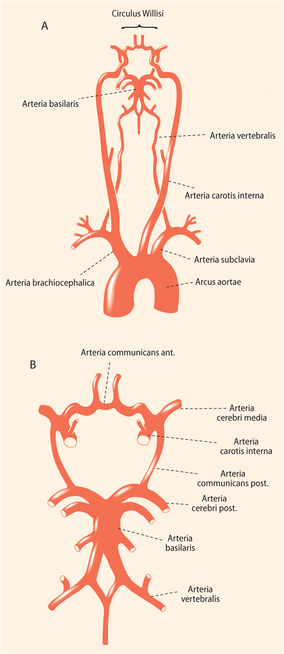 Az agyi vérkeringés és a cerebrospinalis folyadék