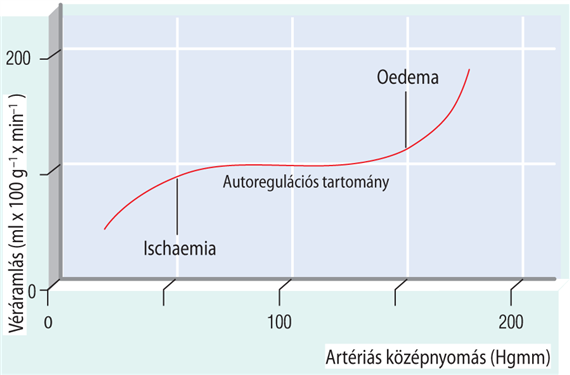 Az agyi keringés autoregulációja