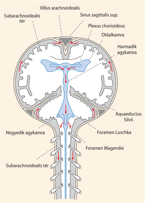 A cerebrospinalis folyadék