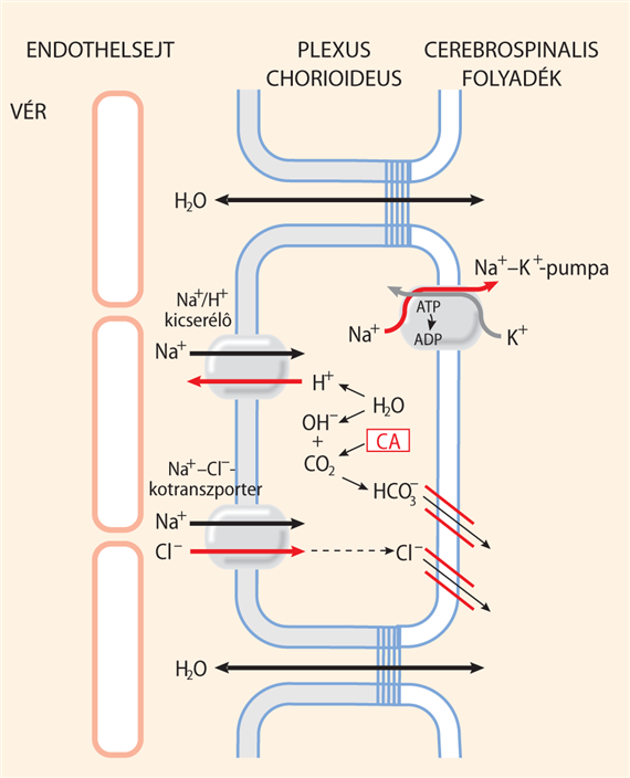 A cerebrospinalis folyadék keletkezése