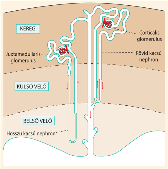 A vese szerkezetének alapvonalai