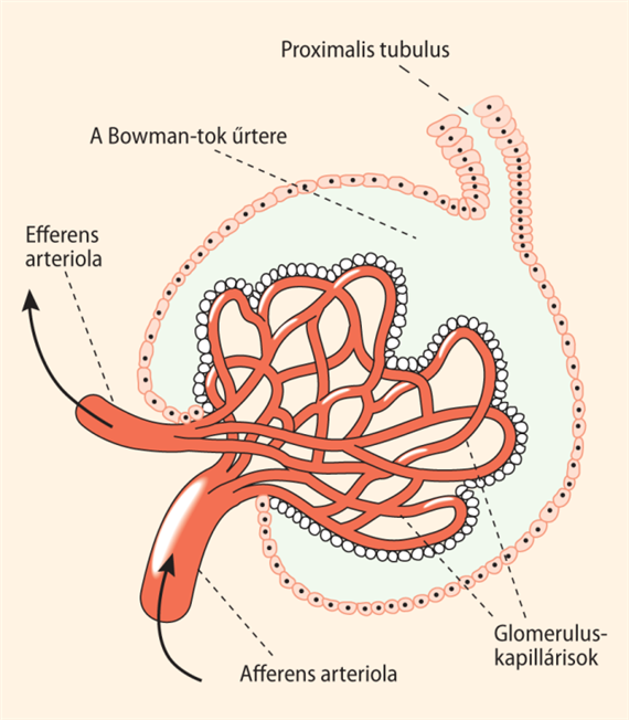 A corticalis (rövid kacsú) nephronok szerkezete