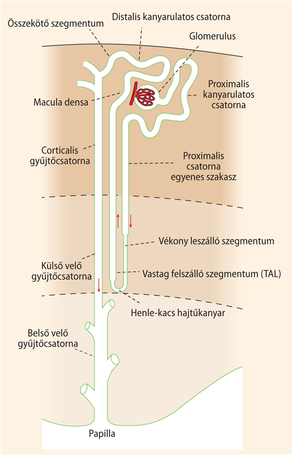 A corticalis (rövid kacsú) nephronok szerkezete