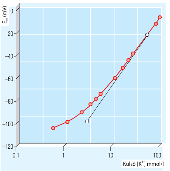 A K+-gradiens és K+-permeabilitás szerepe