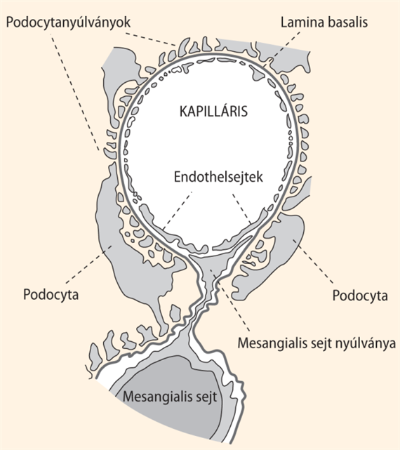 A glomerulus ultrafiltere