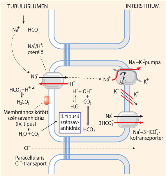 A proximalis tubulusban folyó Na+/H+ csere és HCO3–-reabszorpció