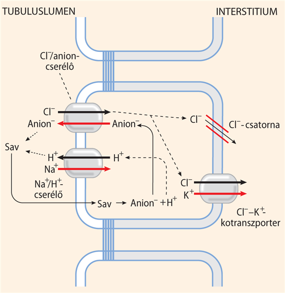 Transzcelluláris Cl–-reabszorpció