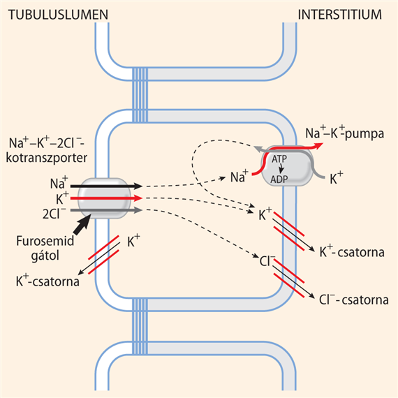 NaCl-reabszorpció a Henle-kacs vastag felszálló szárában