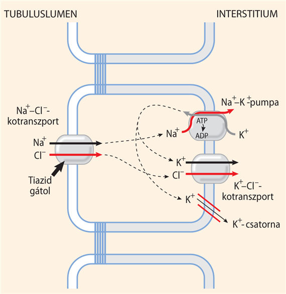 Na+- és a Ca2+-ok visszaszívása a distalis kanyarulatos és összekötő csatornákban