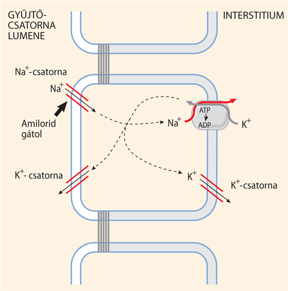 A gyűjtőcsatornasejtek Na+-reabszorpciója és K+-szekréciója