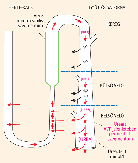 Az urea viselkedése és szerepe az ozmotikus rétegződésben