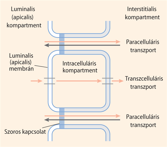 Transzcelluláris és paracelluláris transzport