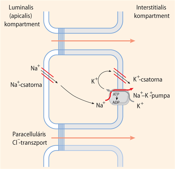 Epithelialis Na+-csatornán keresztül folyó transzport