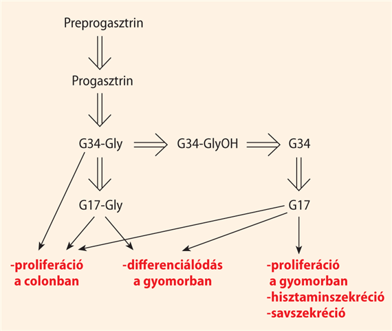 A peptidhormonok bioszintézise