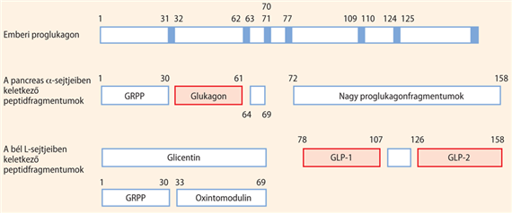 A peptidhormonok bioszintézise