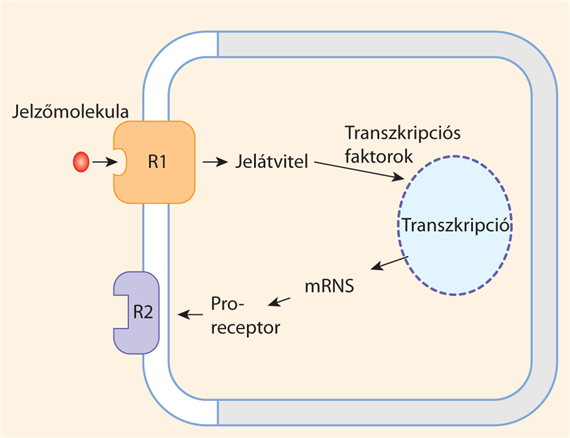 Receptorok