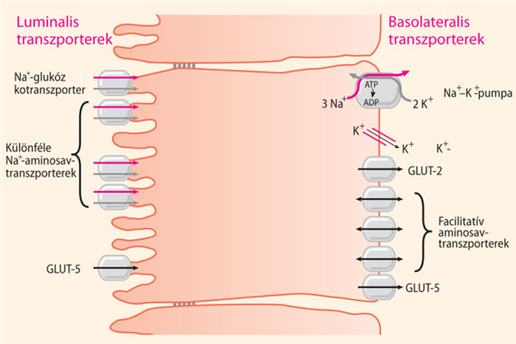 A felszívási folyamatok transzporterei