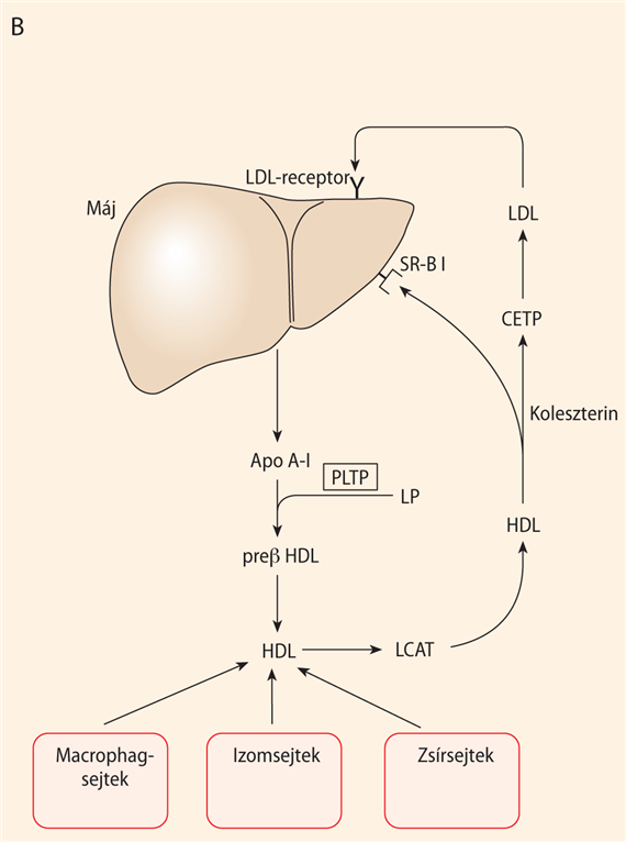 Exogén lipidek transzportja (“forward” koleszterintranszport)