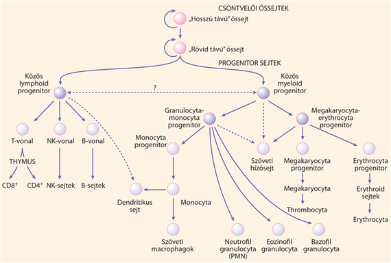 25. fejezet - A vérsejtek kialakulása és fejlődése (lymphohaematopoesis)