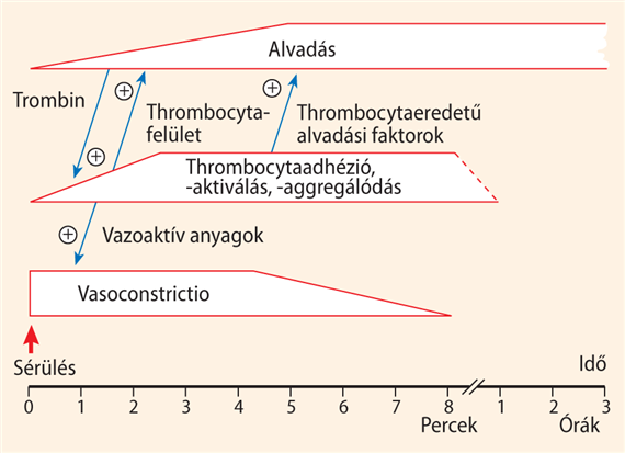 27. fejezet - Vérzéscsillapodás (haemostasis)