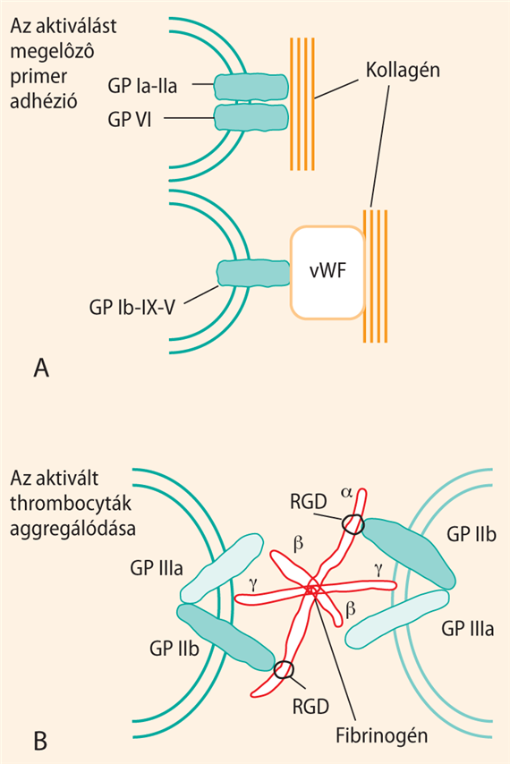 A thrombocyták kitapadása a sérült érfalhoz