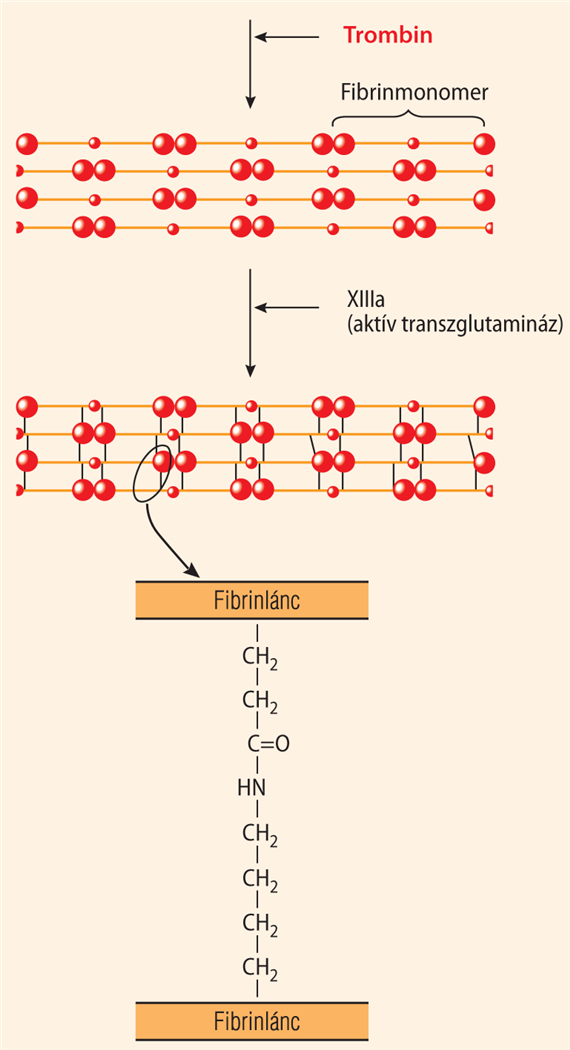A stabil fibrinháló kialakulása