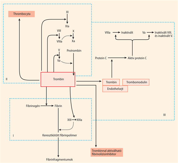 A trombin hatásainak összefoglalása