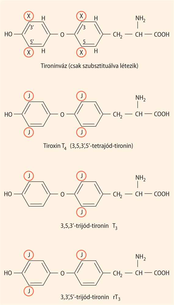 A pajzsmirigyhormonok kémiája