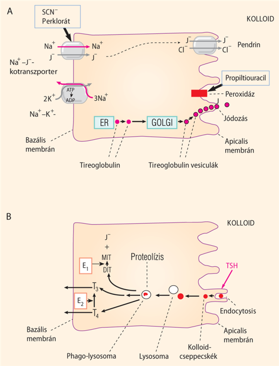 A pajzsmirigyhormonok szintézise és szekréciója
