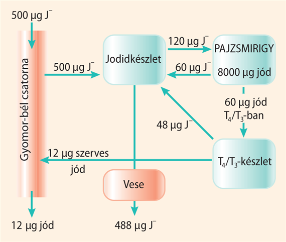 A jódforgalom