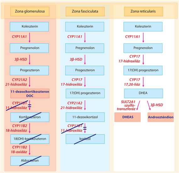 Veleszületett mellékvesekéreg-hyperplasia