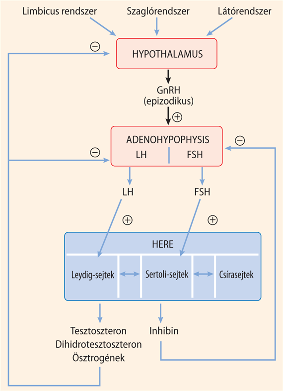 A hypothalamus-adenohypophysis-here tengely