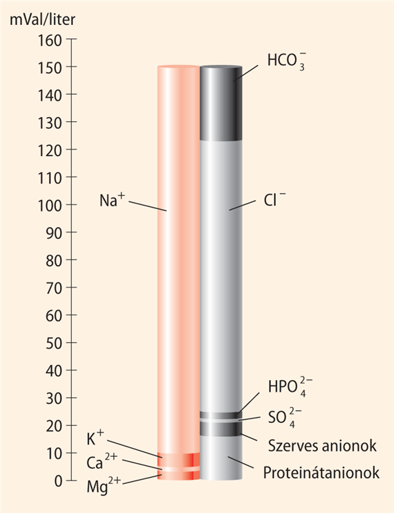 A diffuzíbilis ionok megoszlása a vérplazma és az interstitialis folyadék között