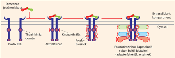 Receptor protein-tirozinkinázok