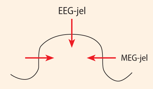 Az EEG-hullámok keletkezése