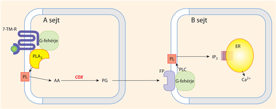 Lipidmediátorok az intercelluláris jelátvitelben