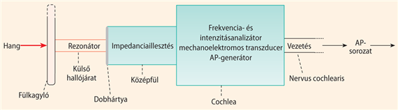 Az auditív periféria