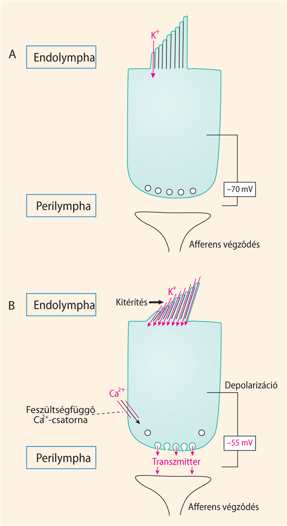 A belső szőrsejtek szerkezete és a mechanoelektromos transzdukció