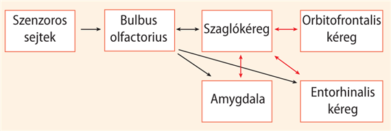 A bulbus olfactorius projekciói