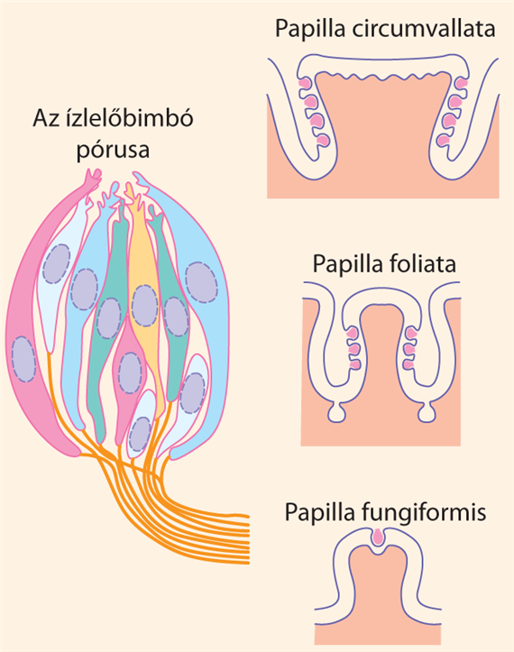 Az ízlelőbimbók és a szenzoros sejtek