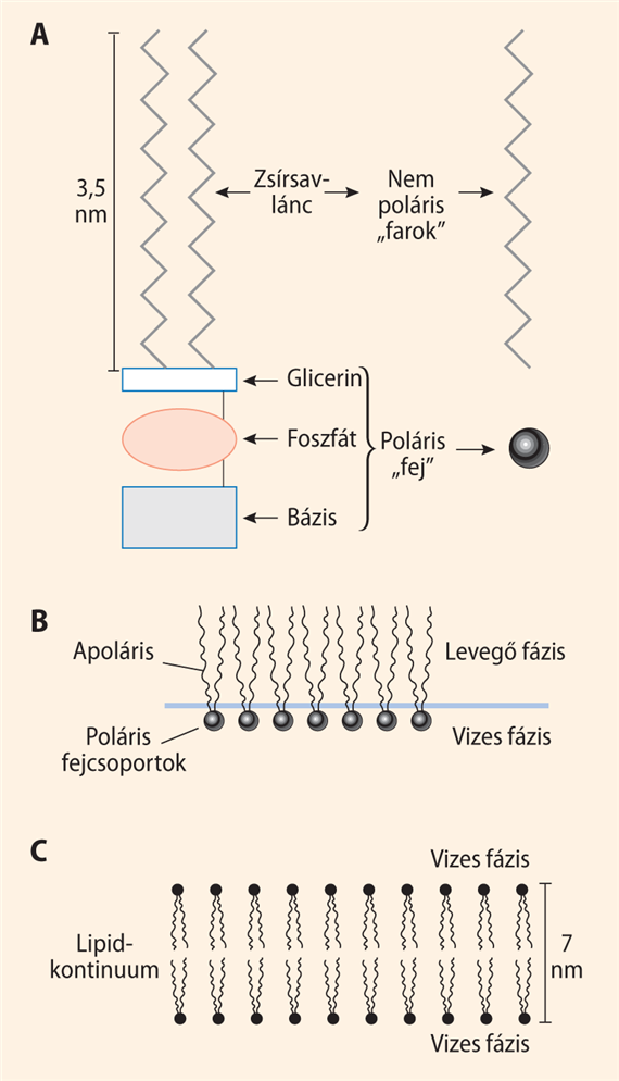 A lipid kettős réteg