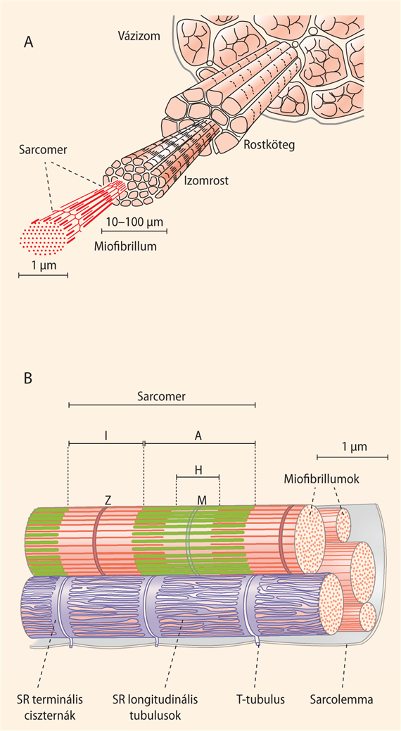 A sarcomerszerkezet és a csúszófilamentum-mechanizmus