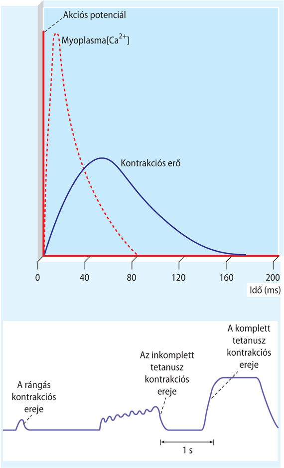 Akciós potenciál, Ca2+-jel és kontrakciós erő összefüggése a vázizomban; rángás és tetanusz