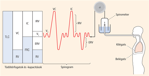 Légzési és tüdőtérfogatok