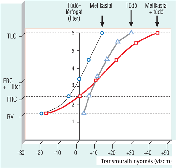 A transmuralis nyomás és a tüdőtérfogat összefüggése