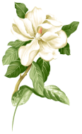 A white flower with green leaves

Description automatically generated