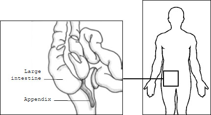 Large intestine and appendix