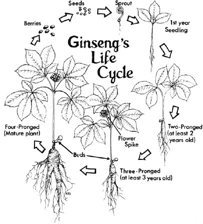 Ginseng’s life cycle...