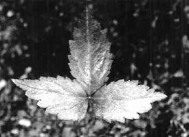 American Ginseng...