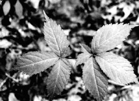 Second-year plant with typical two-pronged leaf development...